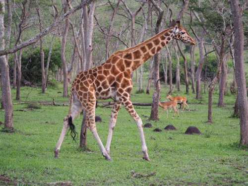 giraffe F&M Adventure Safaris Uganda