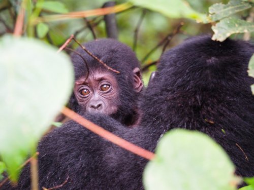 gorilla baby F&M Adventure Safaris Uganda