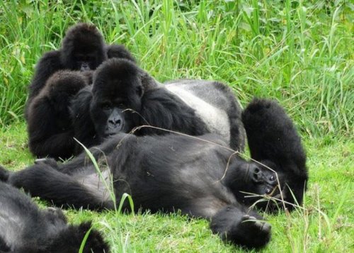 gorillas F&M Adventure Safaris Uganda
