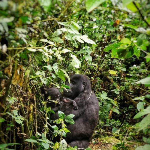 gorillas. MuAfrika Adventures