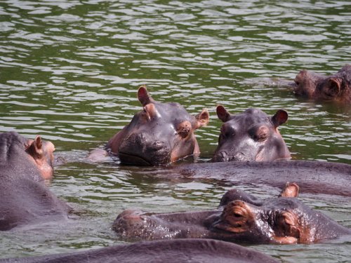 hippos F&M Adventure Safaris Uganda