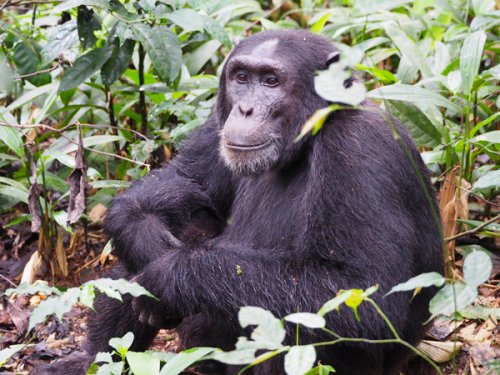 Kibale chimp F&M Adventure Safaris Uganda