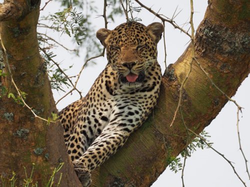 leopard F&M Adventure Safaris Uganda