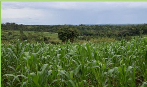 maize field near Kibale National Park Uganda. George Owoyesigire