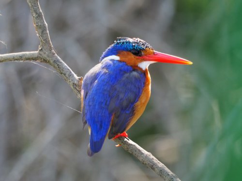 malachite kingfisher F&M Adventure Safaris Uganda