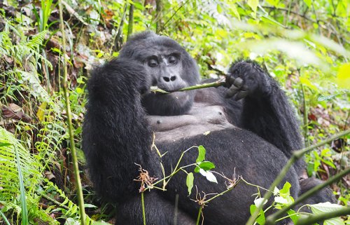 mountain gorilla F&M Adventure Safaris Uganda