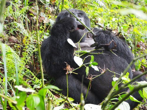 mountain gorilla F&M Adventure Safaris Uganda