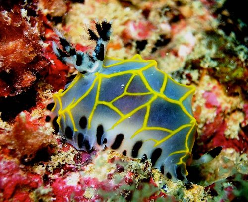 Nudibranch. Snorkel Watamu. Photo Turtle Bay Dive Centre