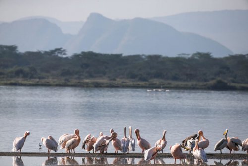 pelicans. birdwatching. Lake Elmenteita Serena Camp. Soysambu Conservancy Kenya