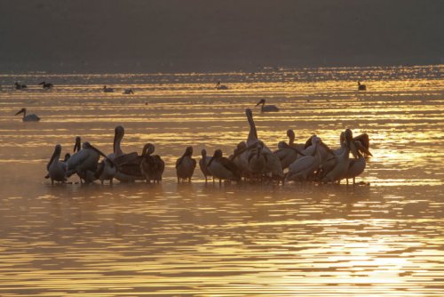 pelicans. birdwatching. Lake Elmenteita Serena Camp. Soysambu Conservancy Kenya
