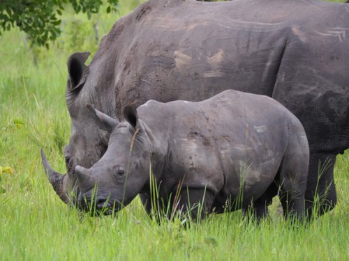 rhinos. F&M Adventure Safaris Uganda