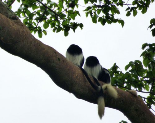 Black and White Colobus Monkeys. Sunbird Hill, Kibale Forest