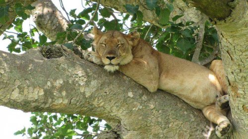 tree climbing lion Ishasha. Safari Vacations and Travel Services Uganda. Copyright Karin and Tobias Weickel www.weickel.com