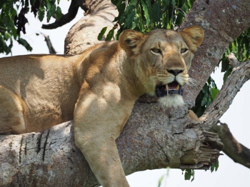 tree lions. F&M Adventure Safaris Uganda
