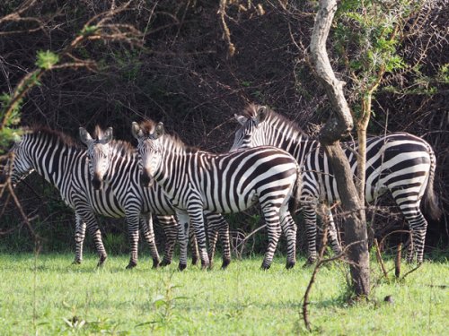 Zebra Mburo. F&M Adventure Safaris Uganda