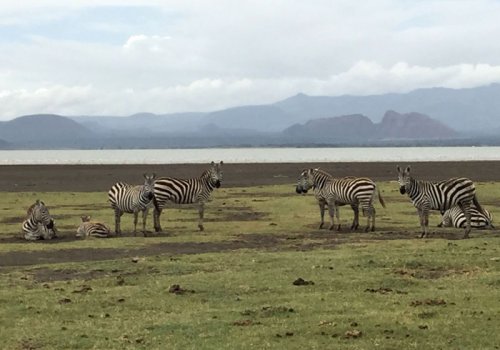 zebras, Sleeping Warrior. Lake Elmenteita Serena Camp. Diary of a Muzungu