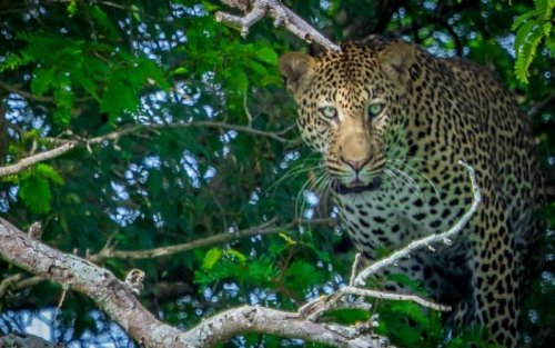 leopard in tree seen from Murchison Falls River Nile boat safari Uganda. PHOTO CREDIT Wild Frontiers